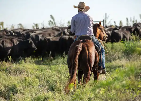 Cowboy On Horseback Herding Cattle