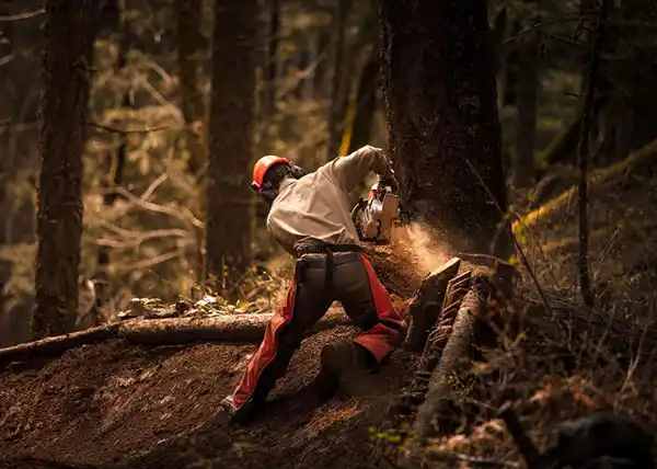 Lumberjack with Chainsaw Falling A Tree