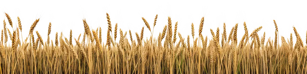 Isolated Wheat Field